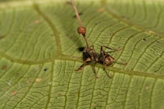 zombie ant carcass on leaf