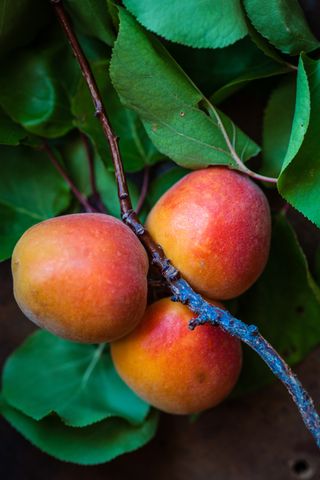 closeup of ripe mangoes