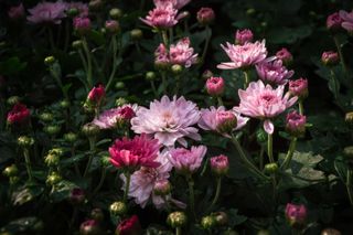 how to grow chrysanthemums: they flower for months in the autumn garden