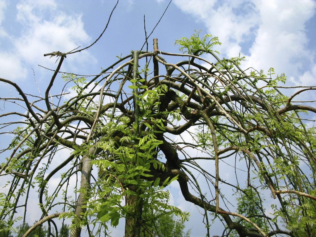 Japanese Pagoda Tree