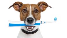 Dog with toothbrush and toothpaste