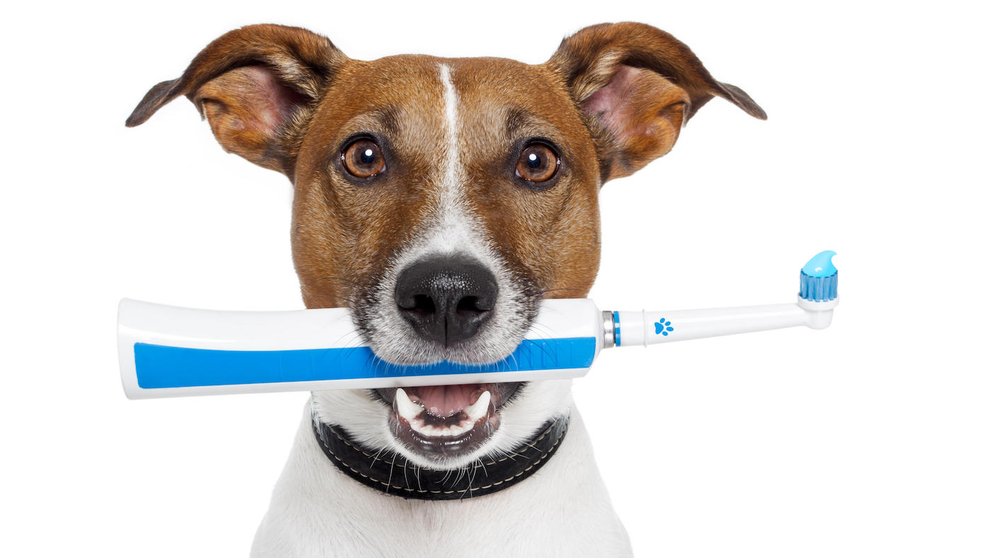 Dog with toothbrush and toothpaste