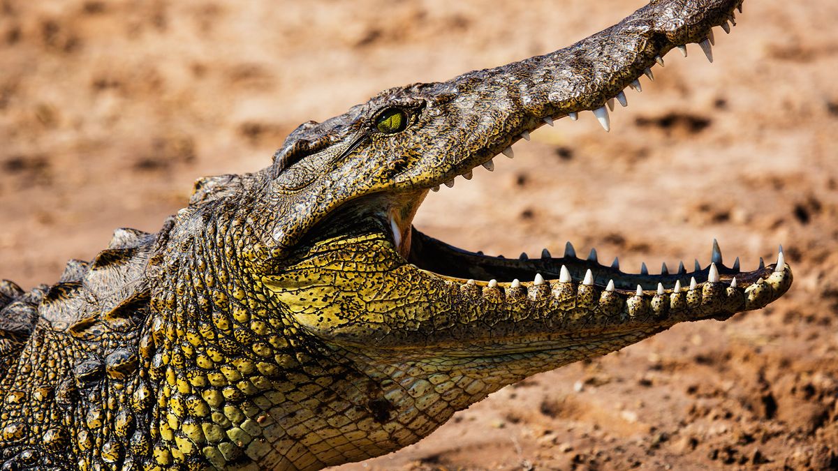 Why are these African crocodiles turning orange?