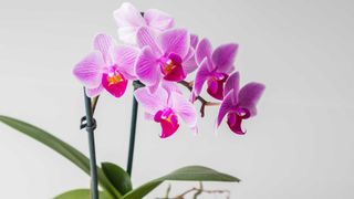 indoor orchid with pink flowers