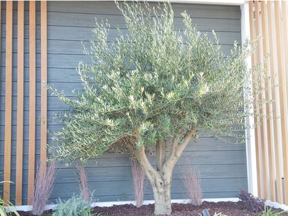 How to Care for an Olive Tree