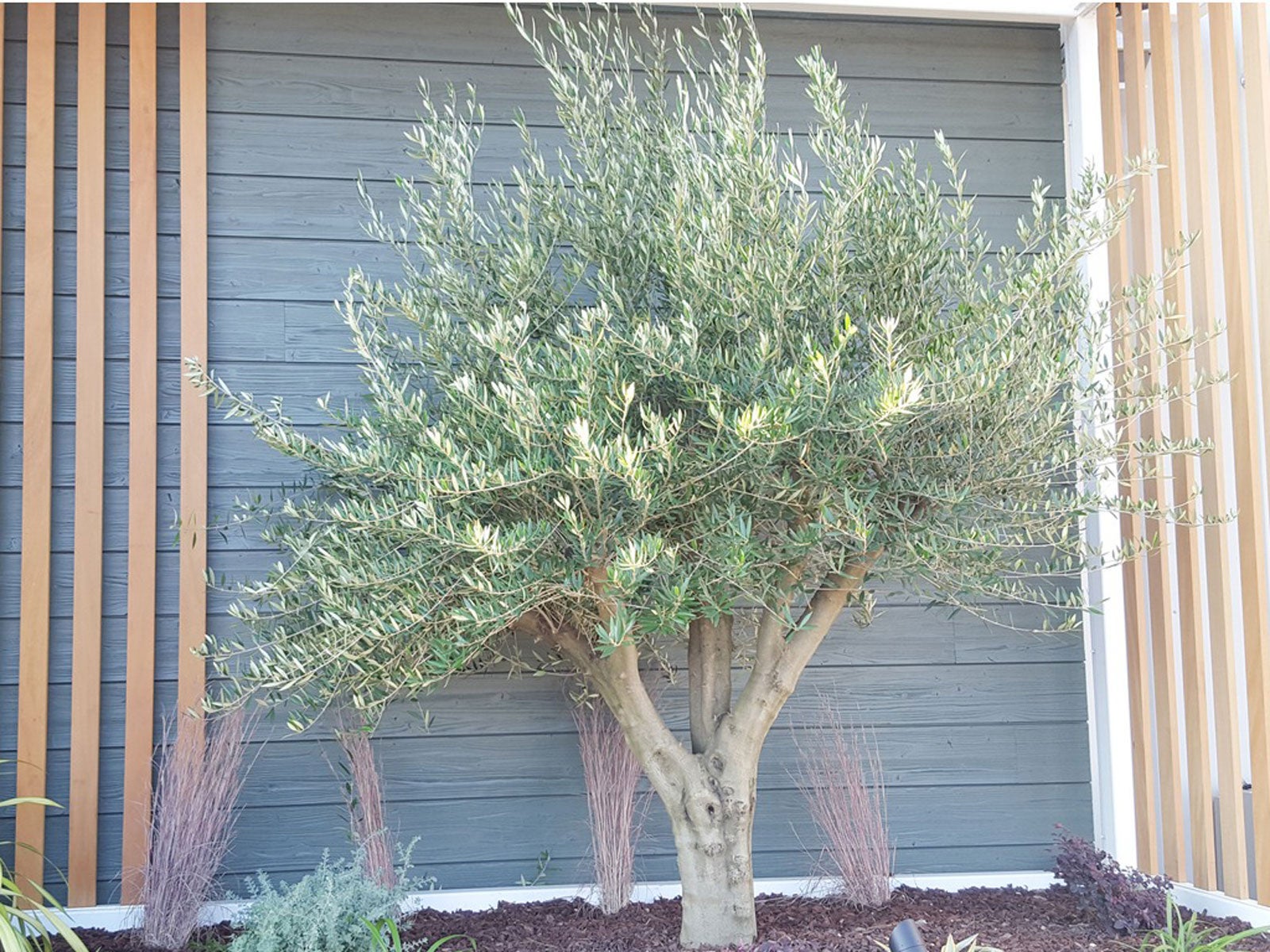 Fruitless Olive Tree Care – Learn About Growing Fruitless Olive Trees