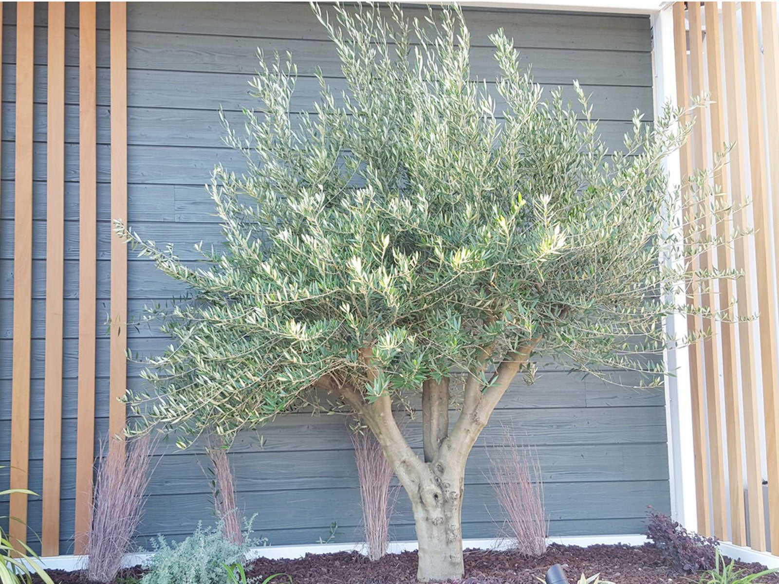 Majestic Beauty® Fruitless Olive, Olea europaea 'Monher', Monrovia Plant