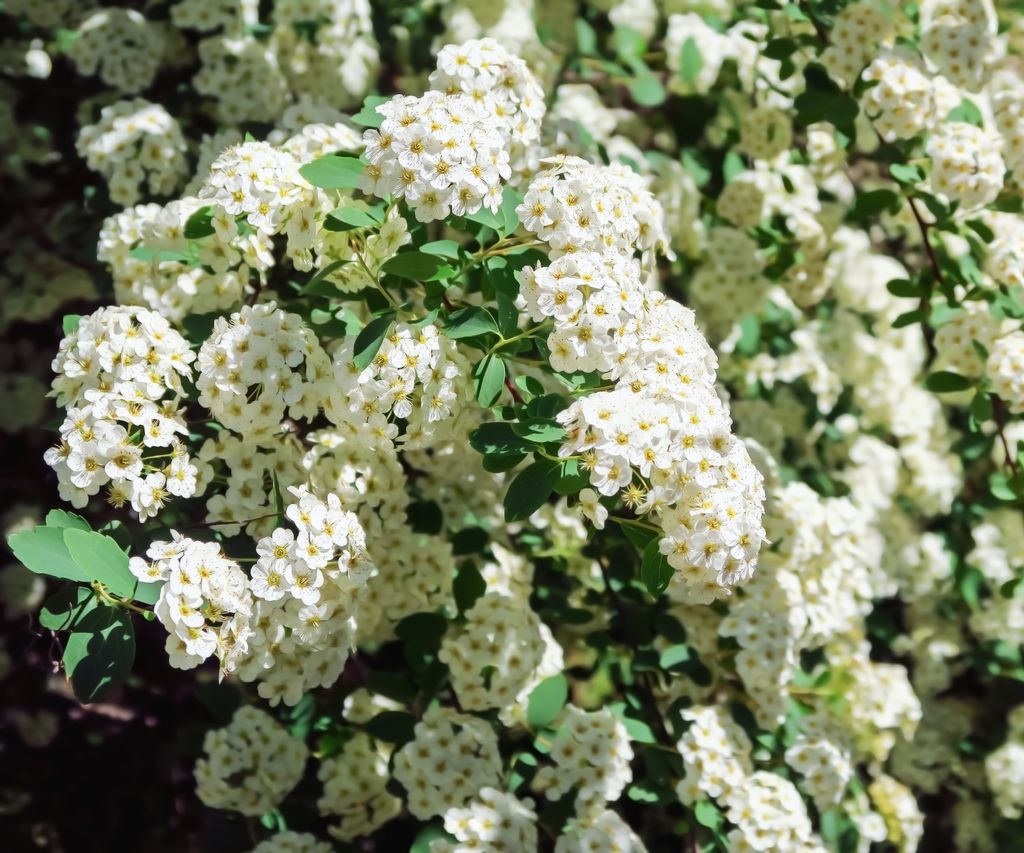 10 of the best spiraea varieties and where to buy them | Homes & Gardens