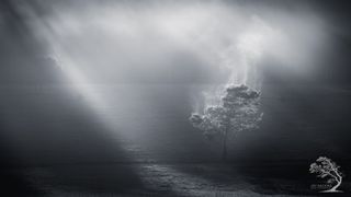 A blackwood tree native to the region is silhouetted by the rising sun in Meander Valley, Northern Tasmania. As sunlight touches the leaves, transpiration takes place.