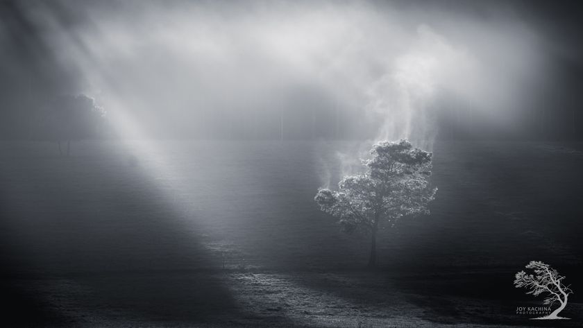 A blackwood tree native to the region is silhouetted by the rising sun in Meander Valley, Northern Tasmania. As sunlight touches the leaves, transpiration takes place.