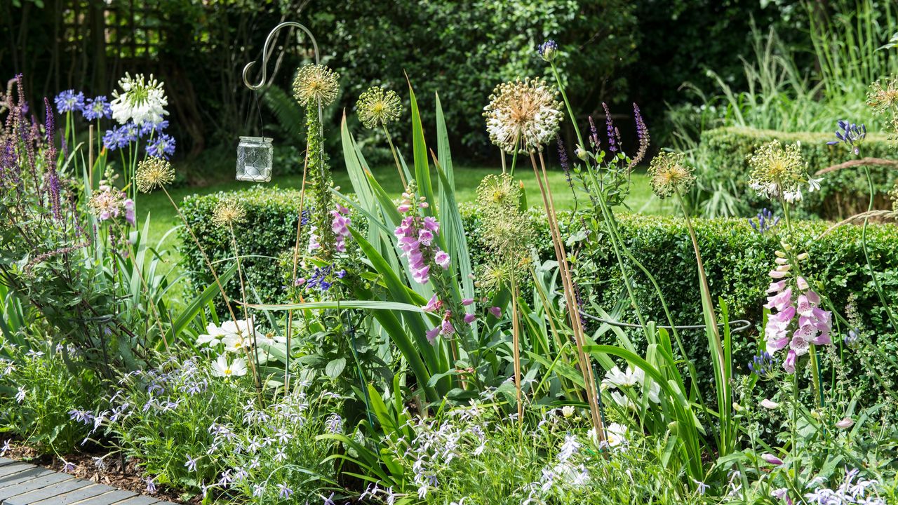 A garden with foxgloves