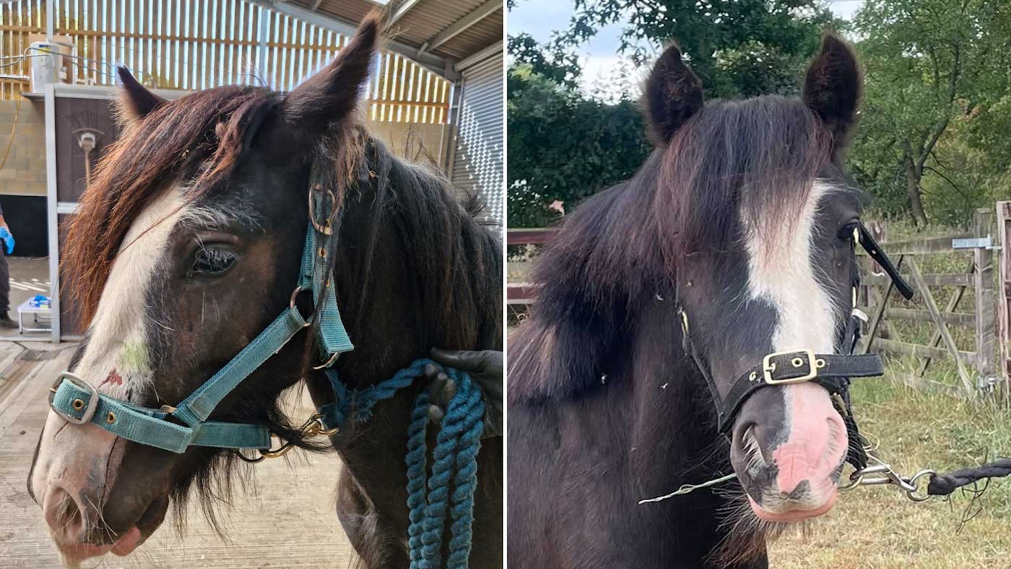 a young cob on arrival, and now looking better, in a split image