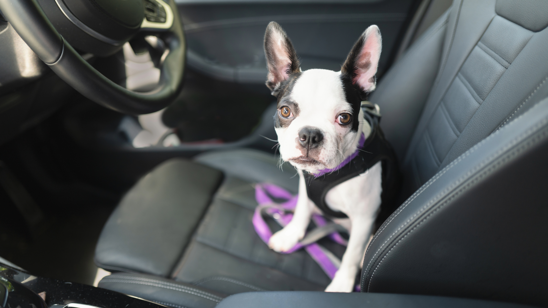 Dog sitting in the drivers seat of a leather interior car
