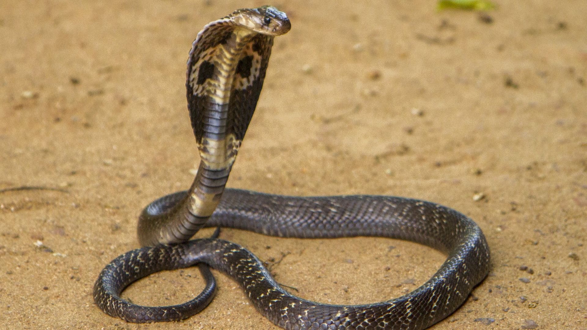 A king cobra in the sand with its head held up