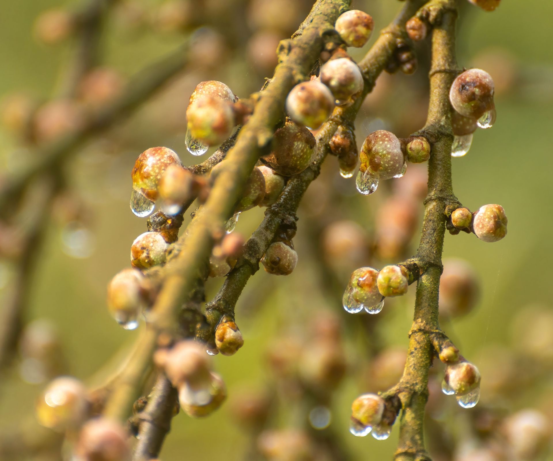 fig branches with fruit syconia buds and dew drops