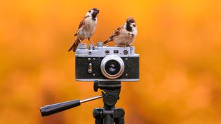 two birds sitting on a camera