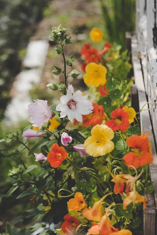 nasturtium growing up a trellis