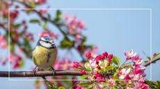 picture of blue tit resting on branch of crab apple tree