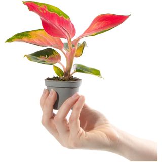 Baby Chinese Evergreen Plant - Aglaonema Red Zirkon | Small Indoor Plant with Red Foliage, Green & White 