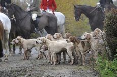 VWH hounds