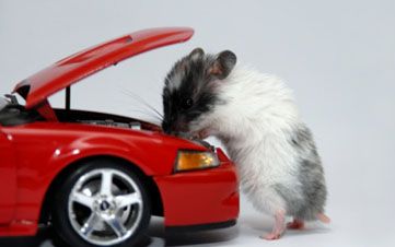 Rodent Damage to Your Car
