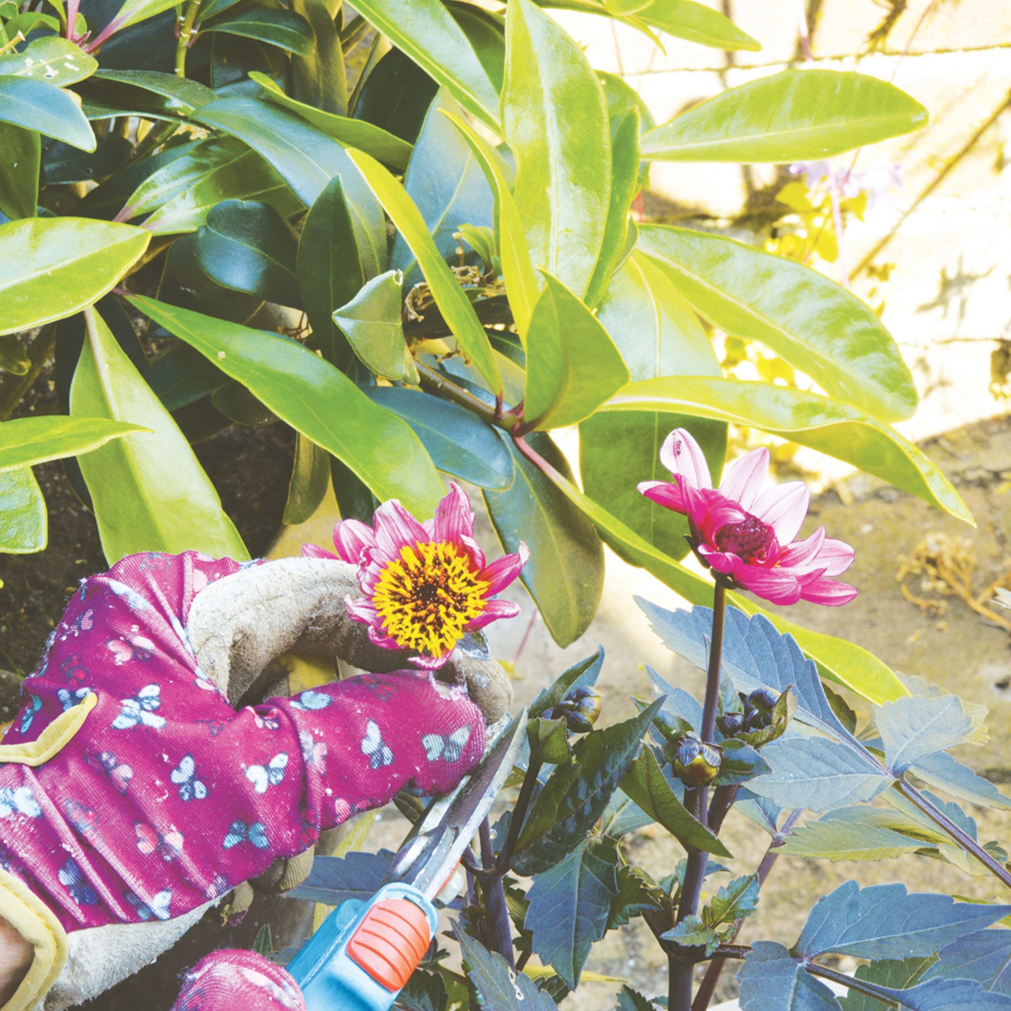 deadheading summer bedding plants