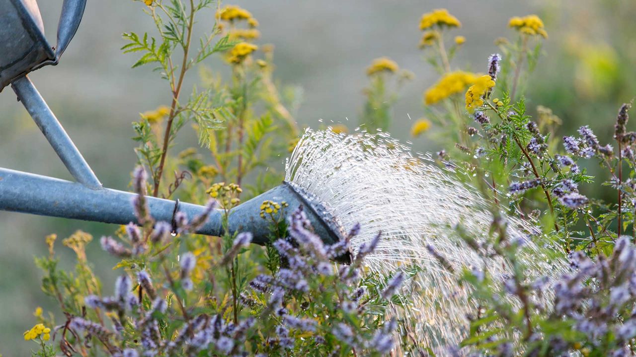 how to water garden plants – close-up of watering can watering flowers