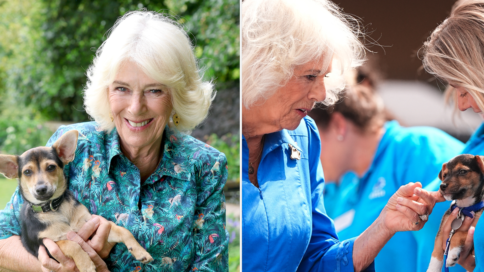 Queen Camilla holds her puppy and meets a tiny dog at Battersea