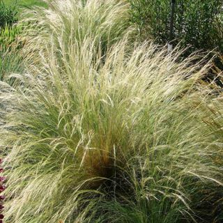 Ornamental grass seed