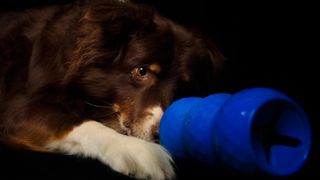 australian shepherd dog playing with kong