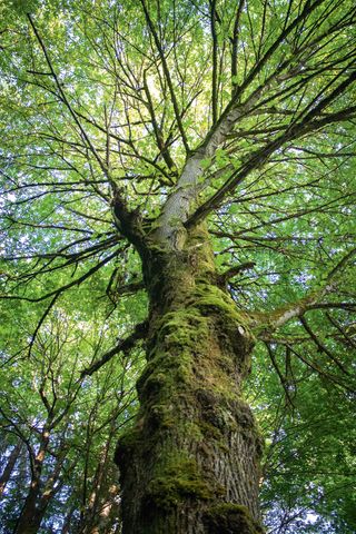 tree with long branches