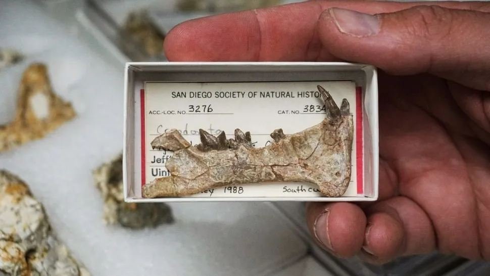 Un mystérieux « hypercarnivore » aux dents en forme de lame parcourait la Californie il y a 42 millions d’années (vidéo) By Jack35 HTrGHbJ7BUzqYpoxtJYEbj-970-80.jpg