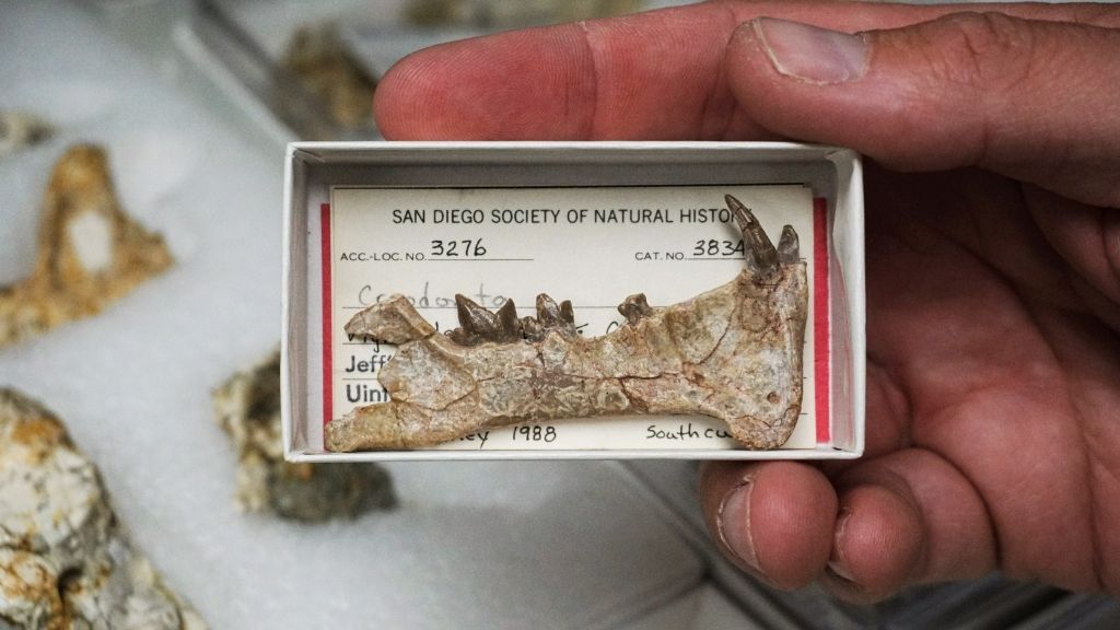 The Diegoaelurus jawbone fossil that has been in The Nat’s collection since 1988. It was recovered from a construction site in Oceanside by the museum’s PaleoServices team.