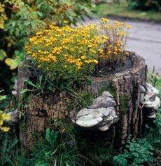 Yellow Flowers Growing From A Tree Stump Planter