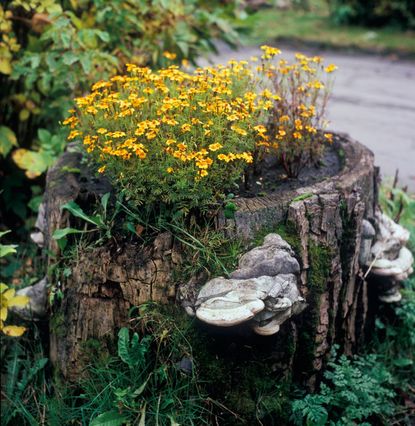 Yellow Flowers Growing From A Tree Stump Planter