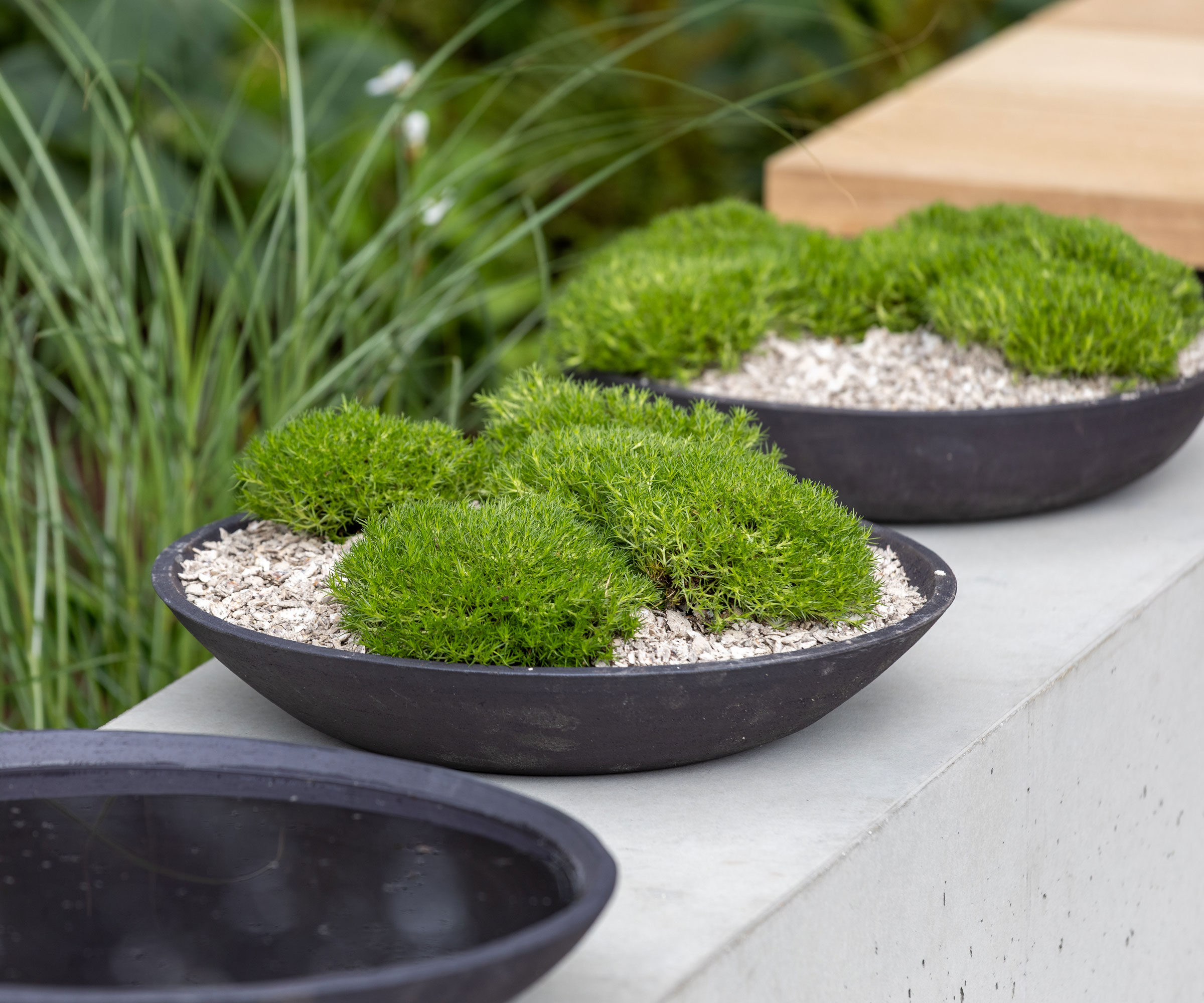 shallow black containers with moss and gravel