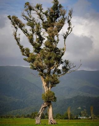 A tall tree with a pair of thick leg-like roots that make it look like the tree is walking