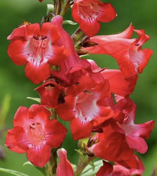 flowering red penstemon plant