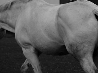 A fine art portrait of a horses body in black and white