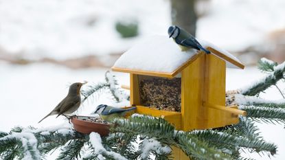 robin and blue tits at a bird feeder in the snow