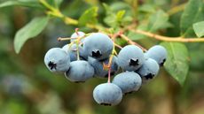 Ripe blueberries growing on a bush