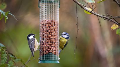 Birds Perching On A Feeder 