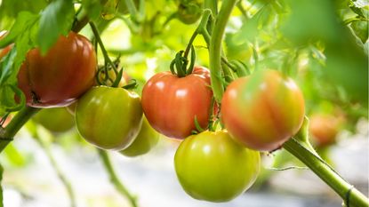 How to ripen green tomatoes with a banana