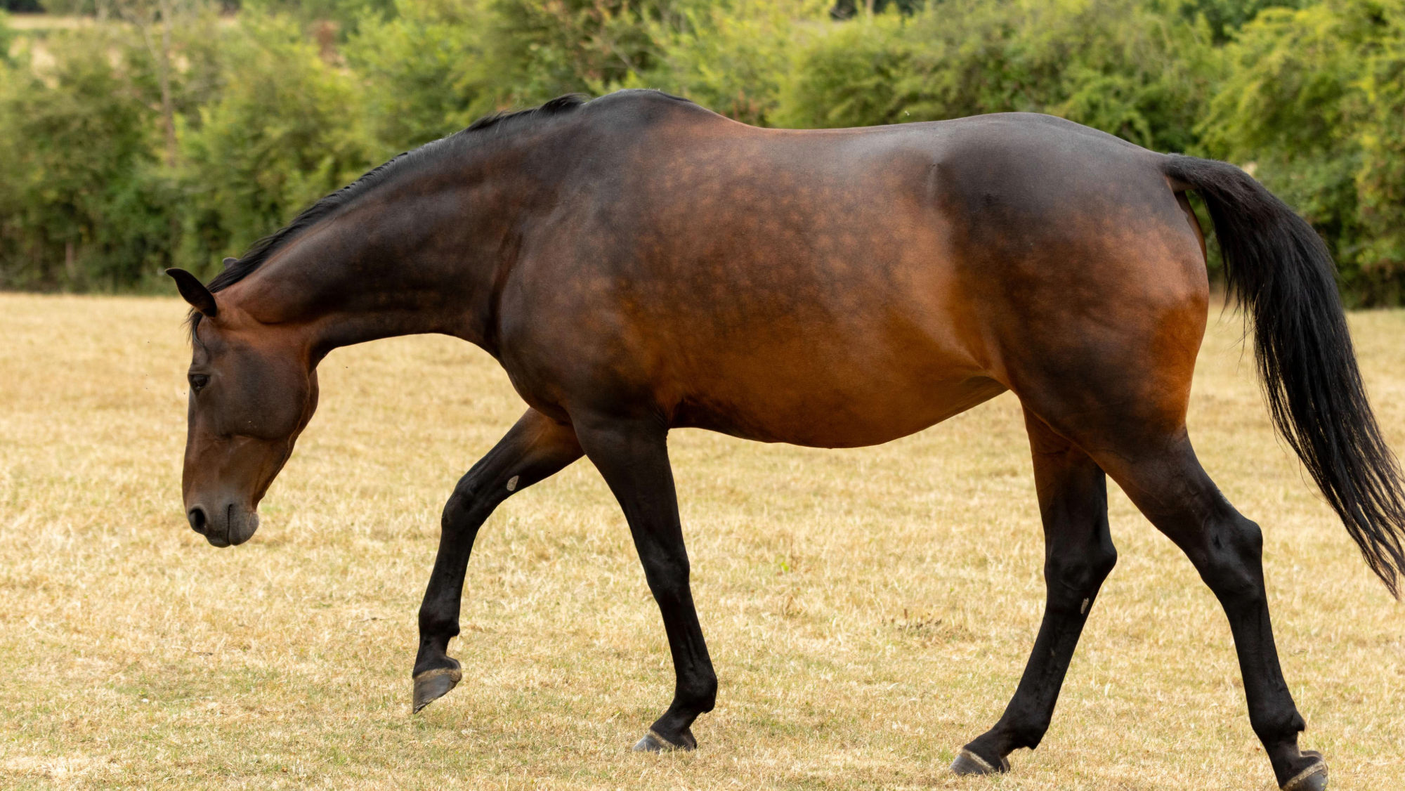 A bay horse walking across a scorched overgrazed field