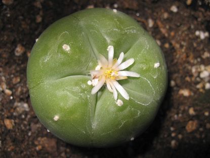 Single Peyote Cactus With White Flower