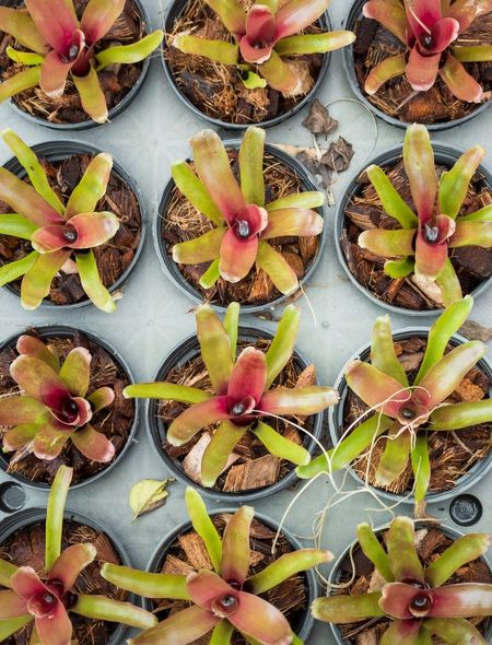 Individually Potted Epiphyllum Plants