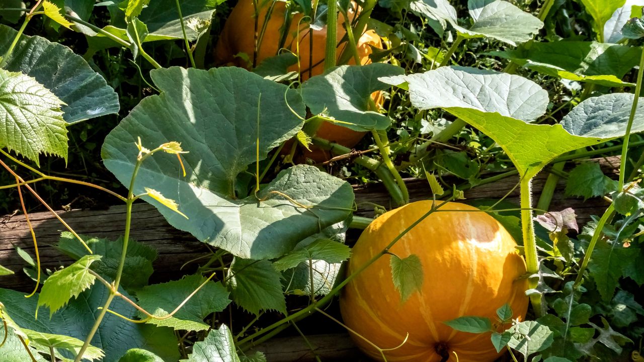 Pumpkin growing in a garden