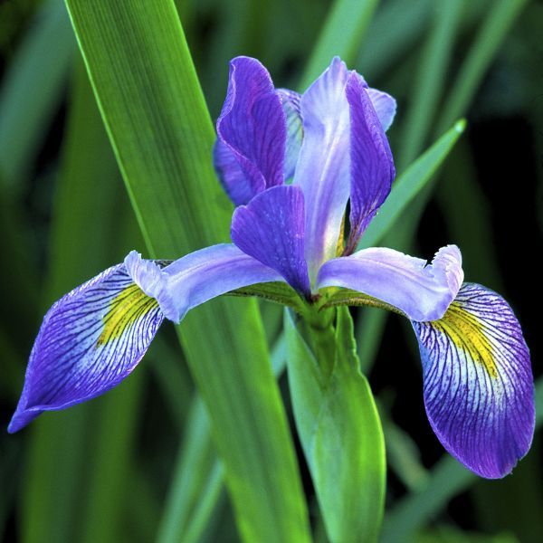 Best native irises to plant in fall: 5 colorful species | Homes & Gardens