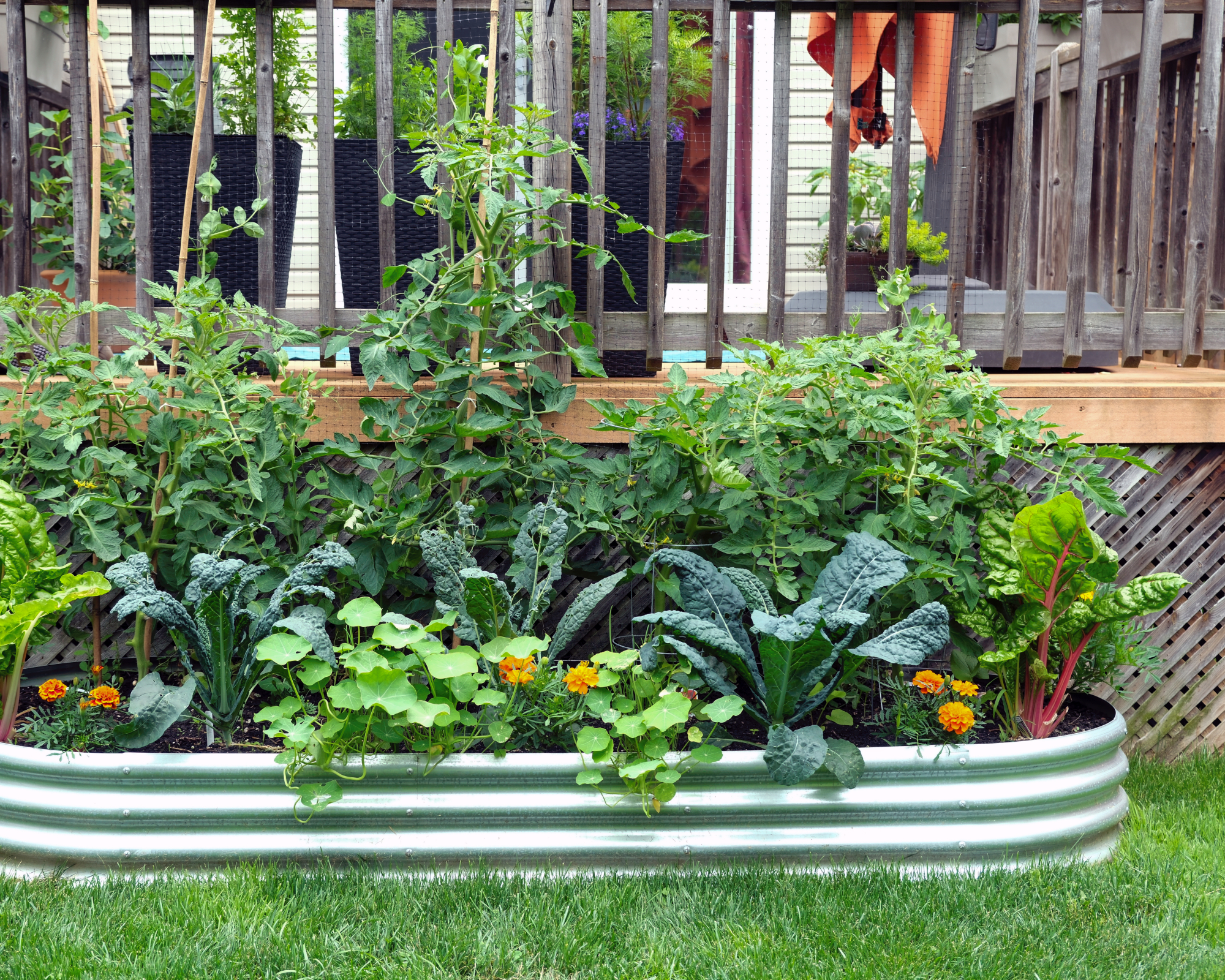 range of vegetables growing in a metal planter box