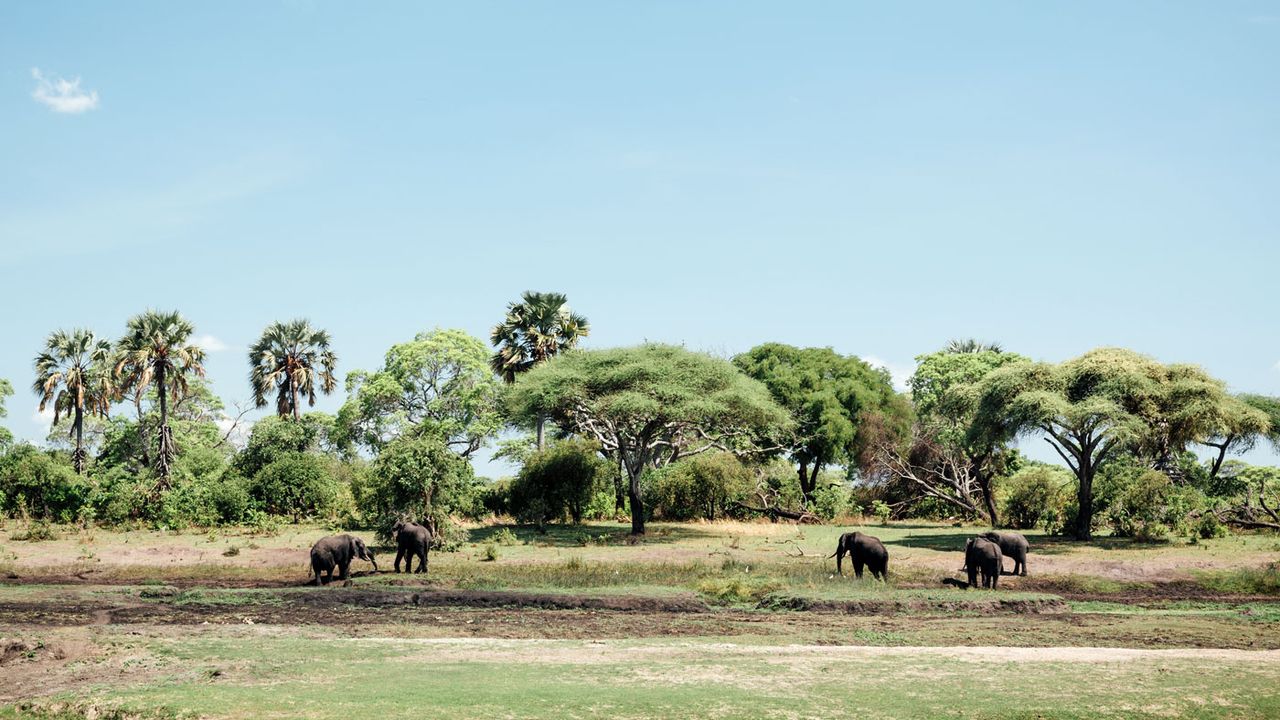Elephants in Katavi National Park, Tanzania